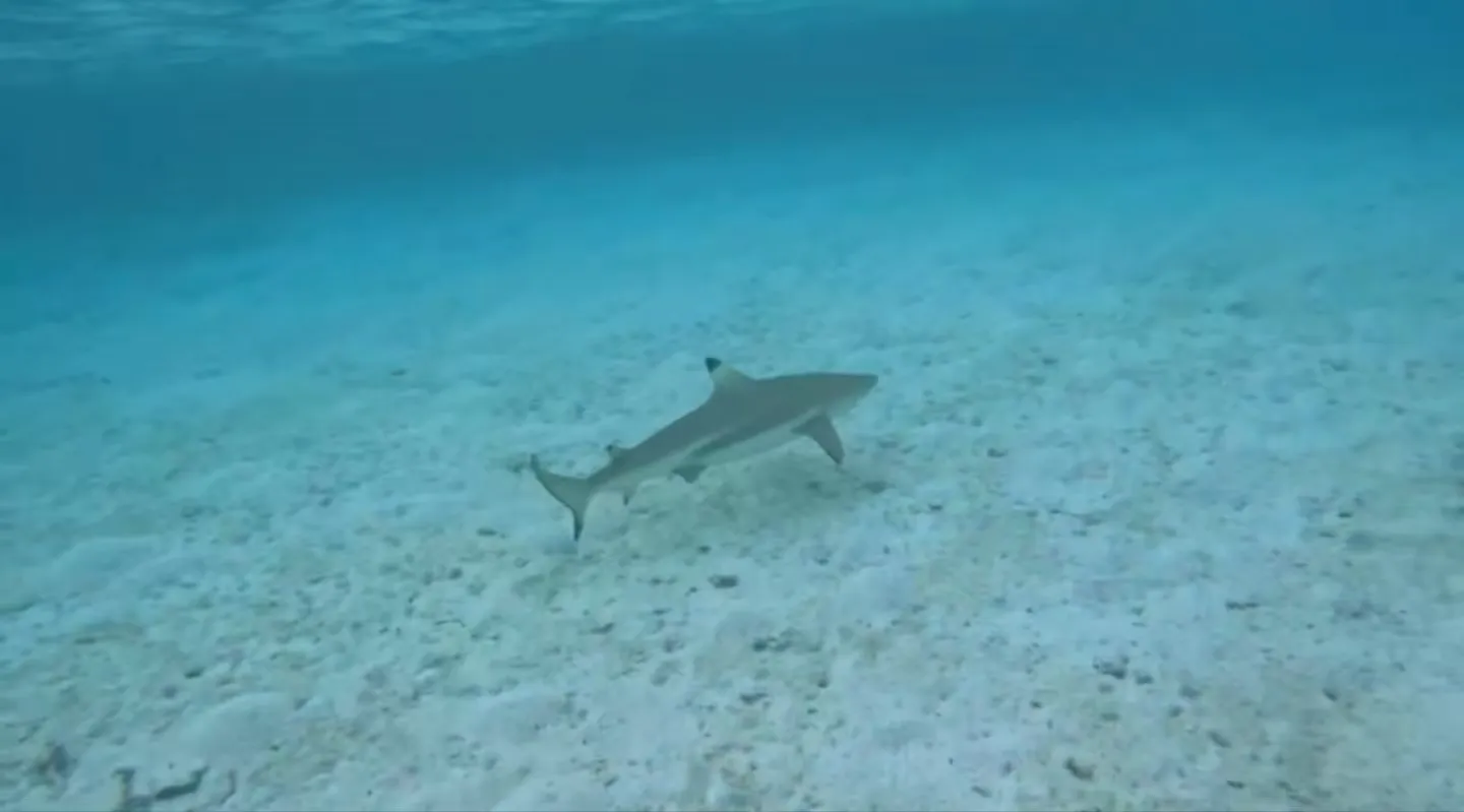 GoPro capturing sharks underwater