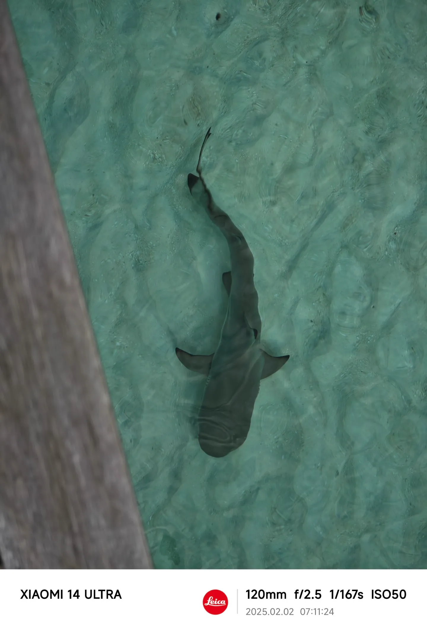 Phone capturing sharks from above water