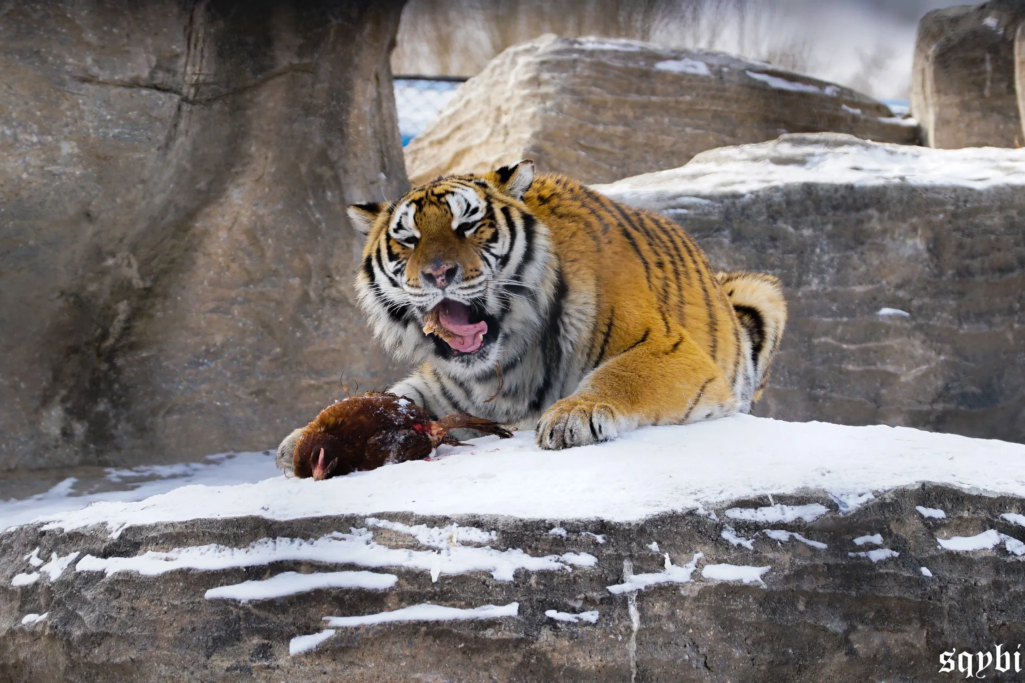 Northeast Tiger in Harbin